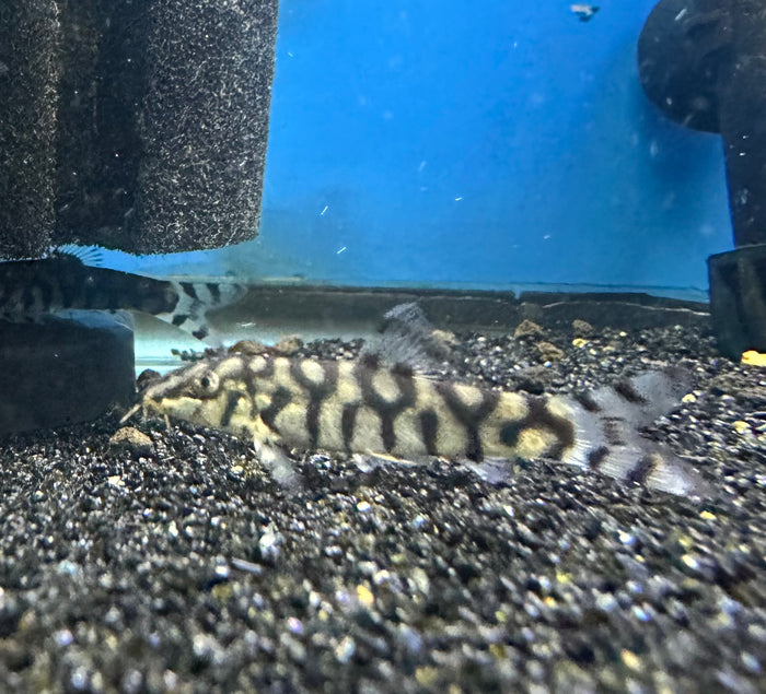 Yo Yo Loach 2.5inch