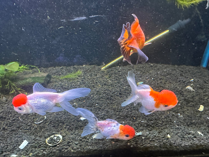 Premium Oranda Fantail Goldfish 3"