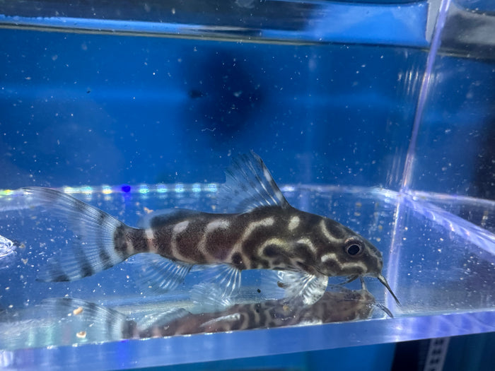 Synodontis Eupterus