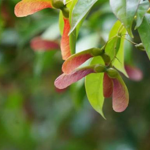 Acer-fabri-Acer-palmatum-Seeds