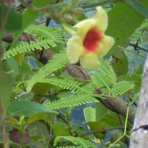 Allamanda