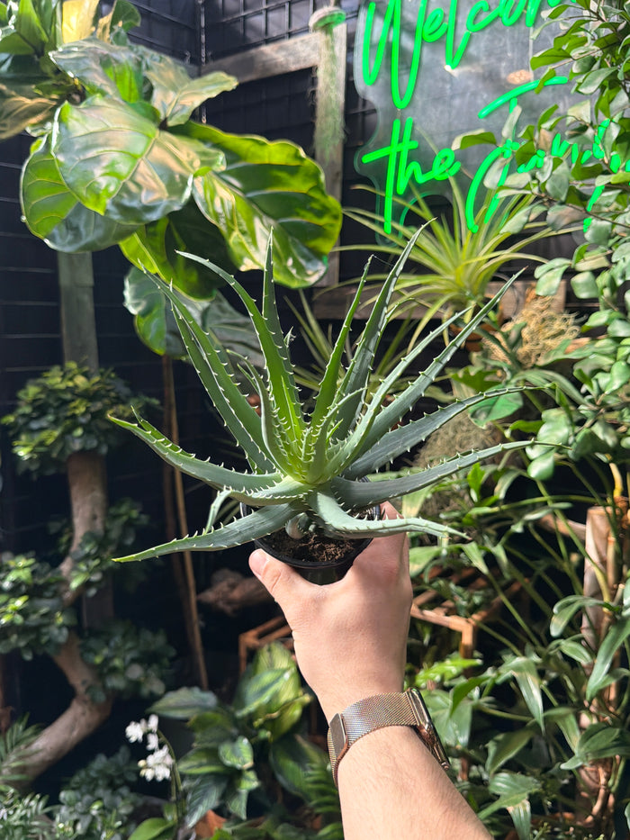 Aloe Vera 'Mohawk'