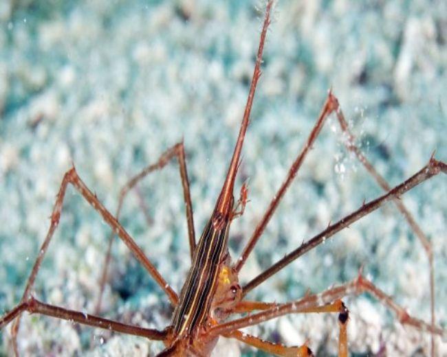 Arrow Crab