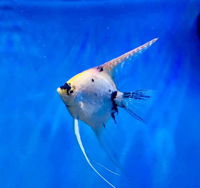 Assorted Angelfish Med
