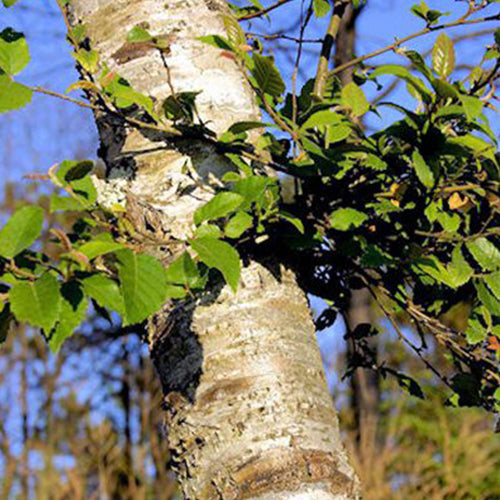 Betula alnoides & West Hua Seeds