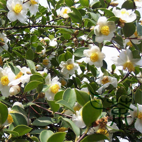Camellia-oleifera-Seeds