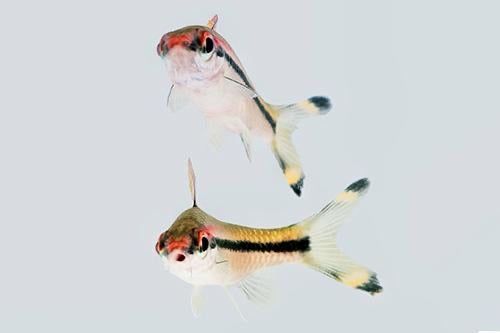 Denisonii Barb