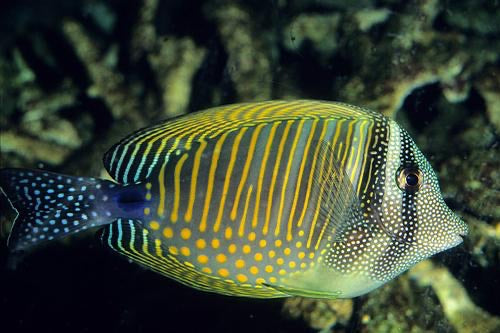 Desjardini Sailfin Tang 2 - 3"