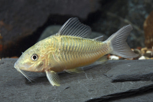 Emerald Green Corydoras XL - Brazil