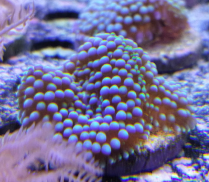 Green Ricordea Mushroom