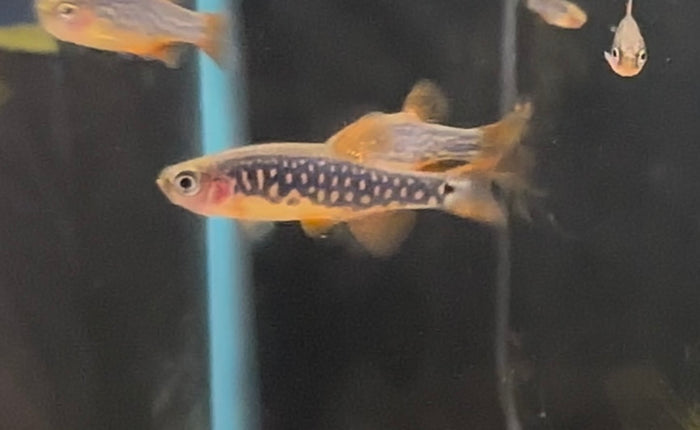 Hybrid Galaxy Microrasbora