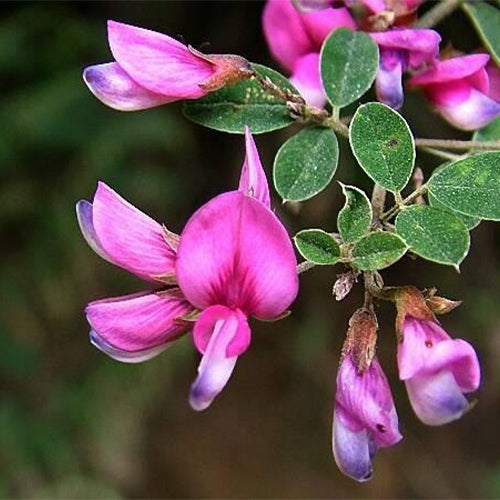 Lespedeza-bicolor-Lespedeza-Seeds
