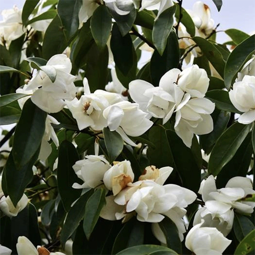 Michelia maudiae Seeds