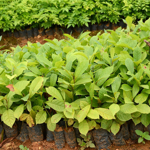 Michelia-odora-Tsoongiodendron-odorum-Seeds