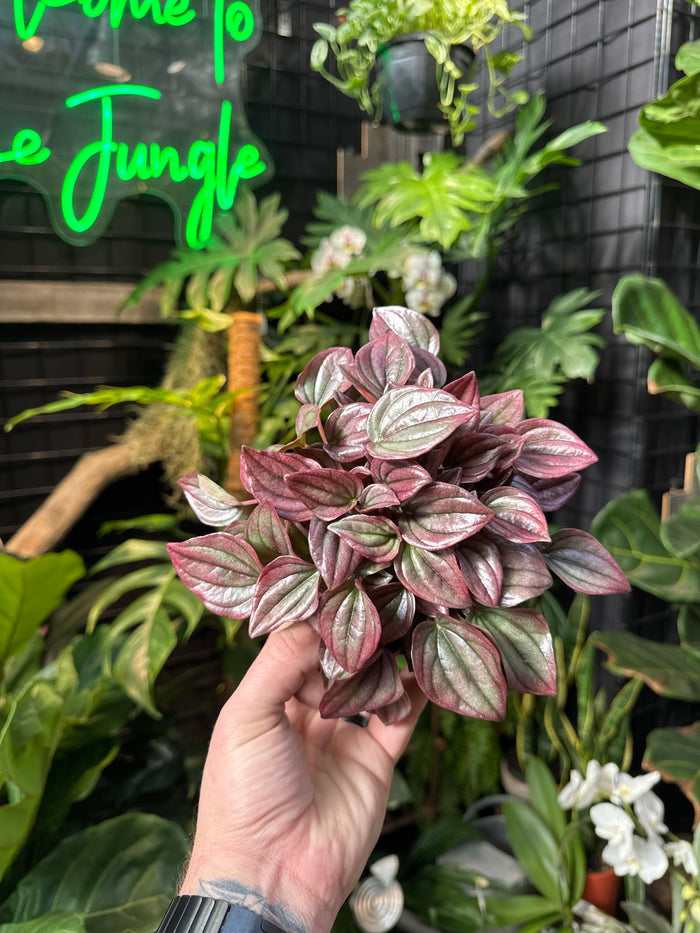 Peperomia 'Cayenne'