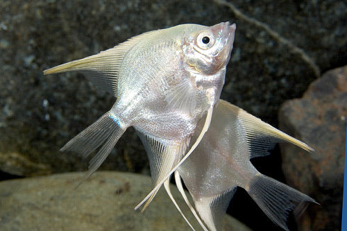 Platinum Angelfish