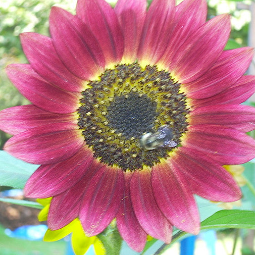 Ruby Sunflower