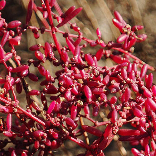 Suaeda-glauca-Suaeda-salsa-Seeds