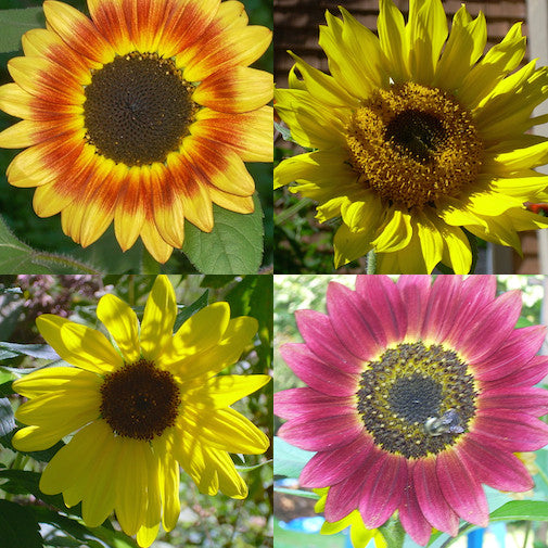 Sunflower Set
