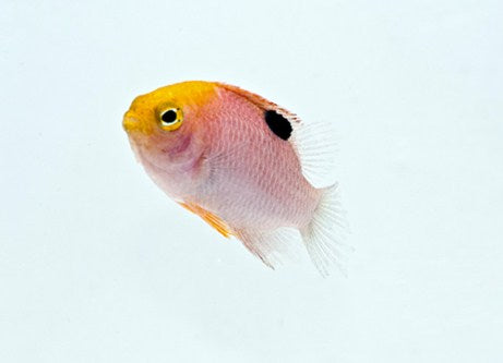 Talbot Damselfish