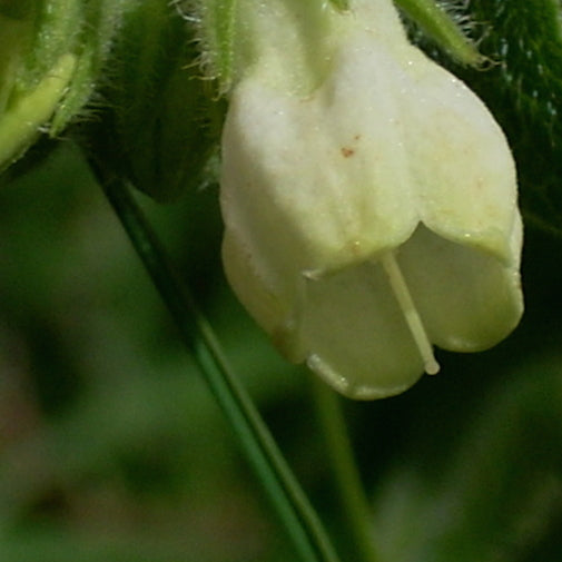 White Comfrey (IR)