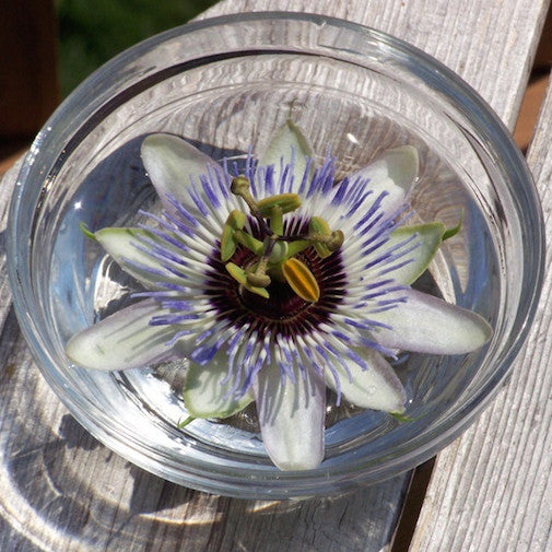 White Passionflower