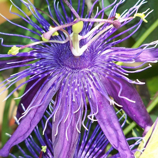White-Purple Passionflower