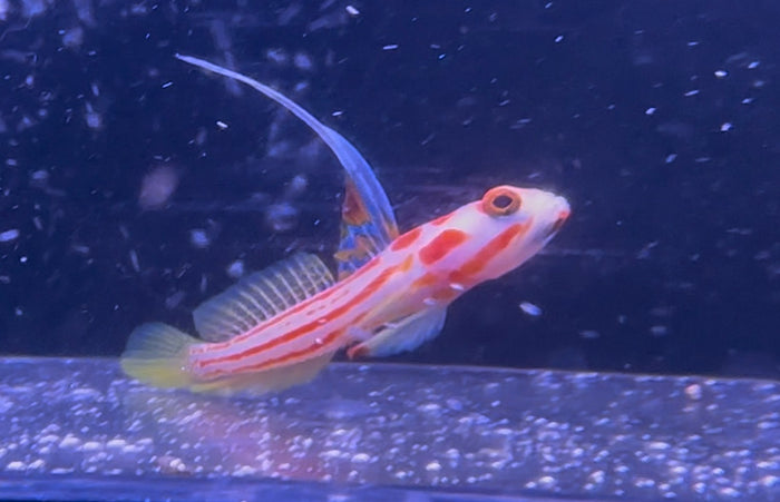Yasa Hashe Goby