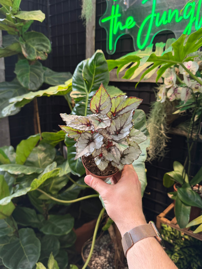Begonia Rex 'Arctic Breeze'