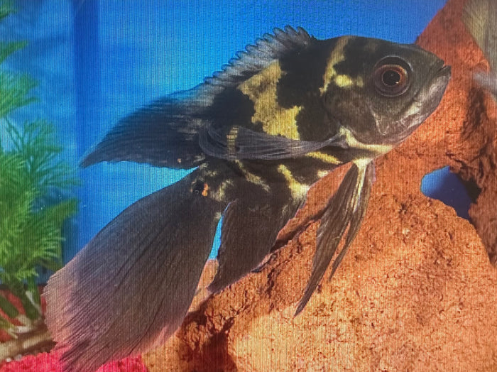 Longfin Oscar