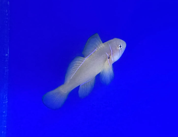 Citron Clown Goby