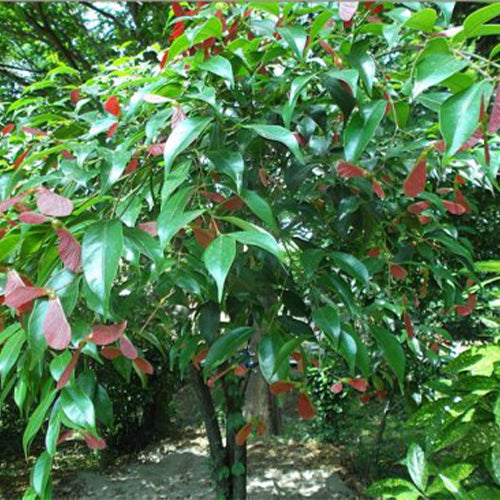 Acer Fabri