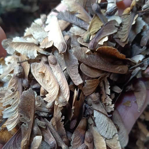 Acer Palmatum Seeds
