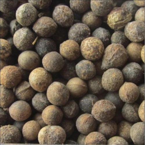 Acer truncatum & Yuan Baofeng Seeds