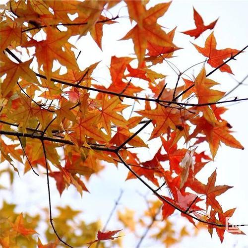 Acer truncatum & Yuan Baofeng Seeds