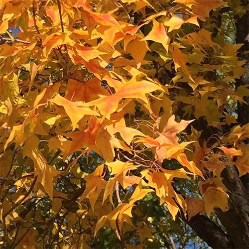 Acer truncatum & Yuan Baofeng Seeds