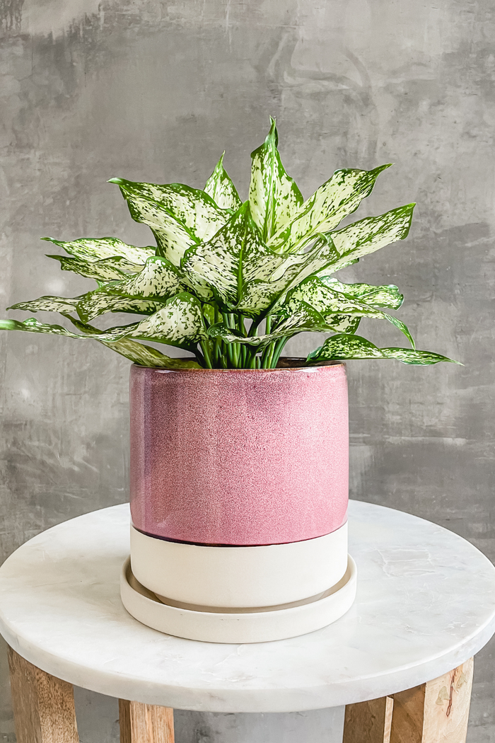 Aglaonema 'Osaka'-Wholesale Plants-ECOVIBE