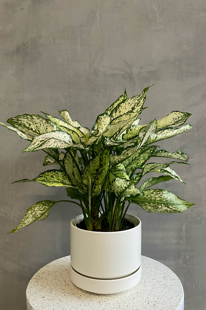 Aglaonema 'Osaka'