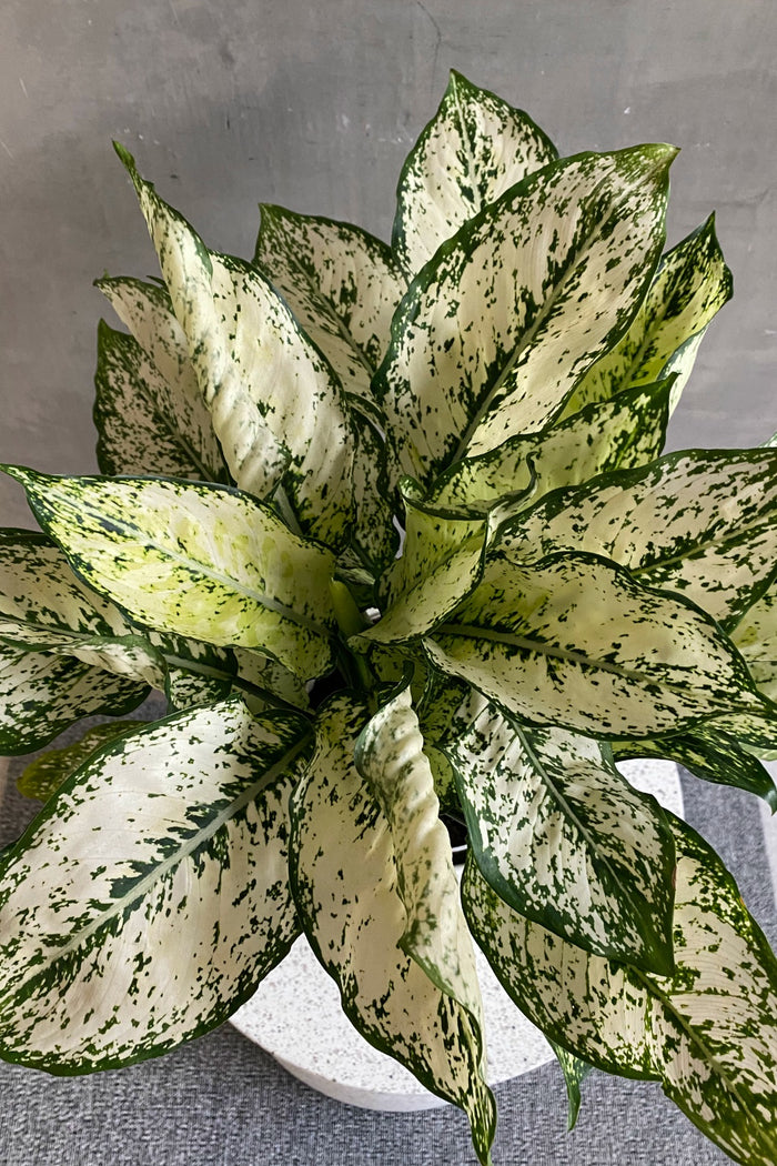 Aglaonema 'Osaka'