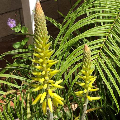 Aloe Vera