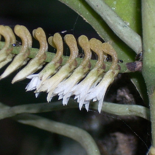 Ascabadia