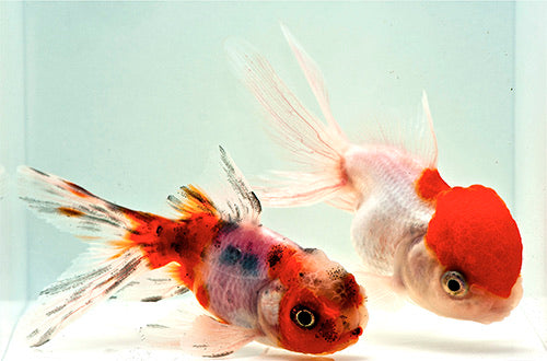 Assorted Oranda Goldfish 2" - 3"