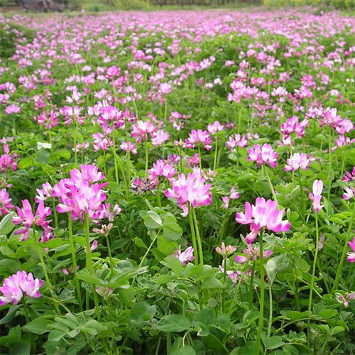 Astragalus-sinicus-Milkvetch-Seeds
