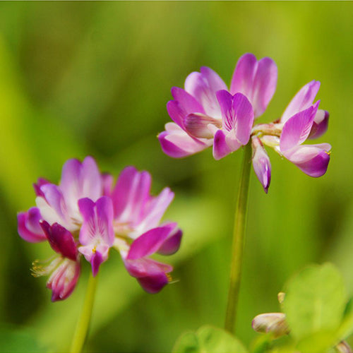 Astragalus-sinicus-Milkvetch-Seeds