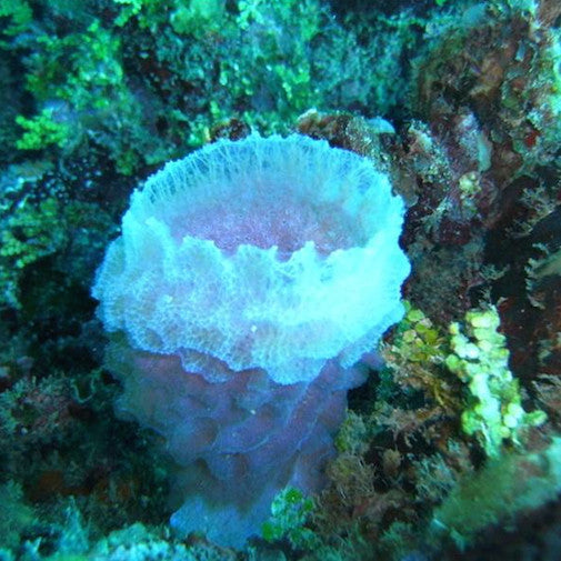 Azure Vase Sponge