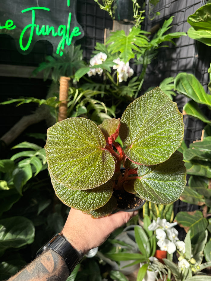 Begonia 'Morocco'