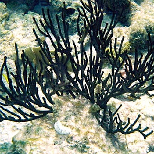 Black Coral