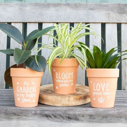 Bloom Where You Are Planted Terracotta Plant Pot 🇬🇧