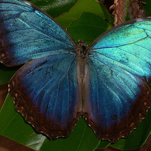 Blue Morpho