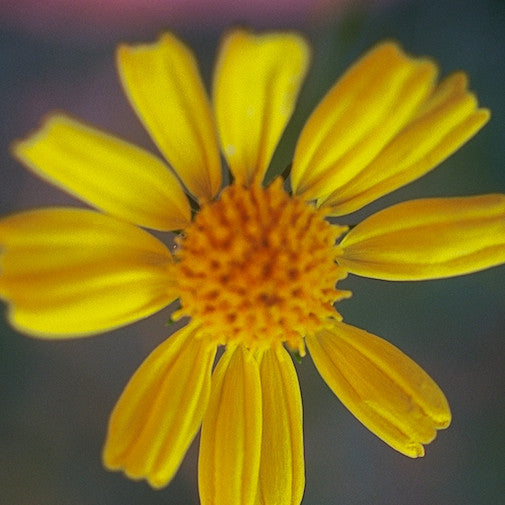 Brittlebush